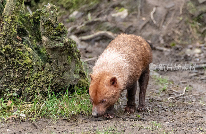 丛林犬(Speothos Venaticus)